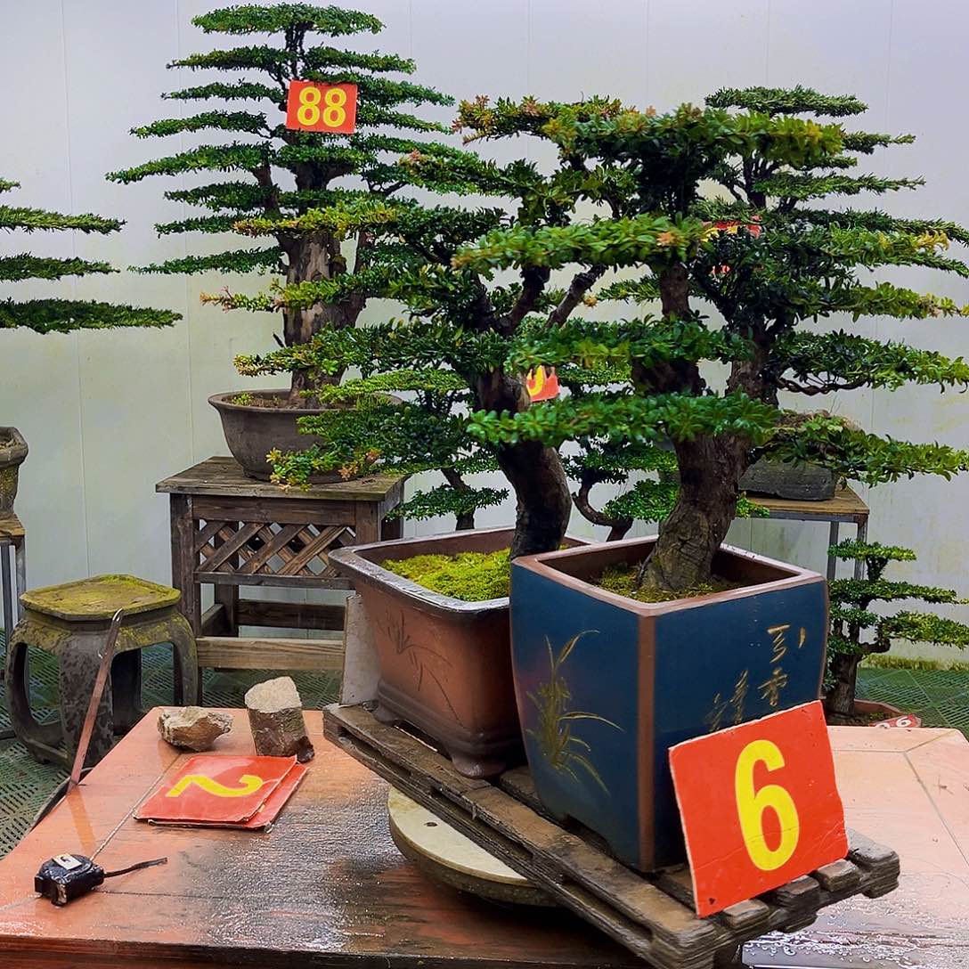 无花朵罗汉松盆景