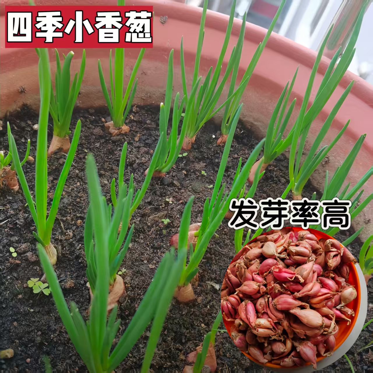 （四季可种植）四川本地新鲜香葱头农家自种盆栽蔬菜250g小香葱葱头