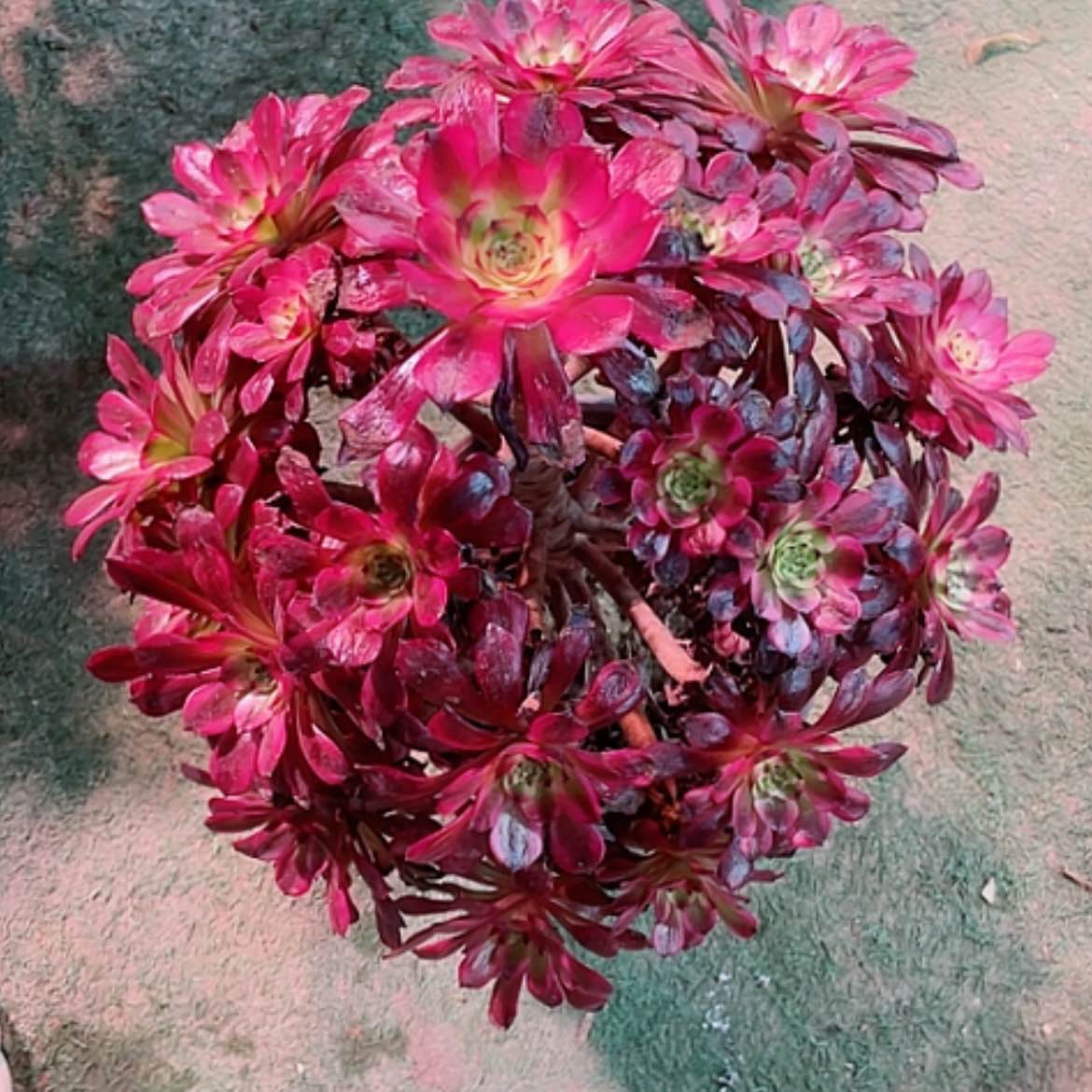 【闪购商品】法师好看也好养美极