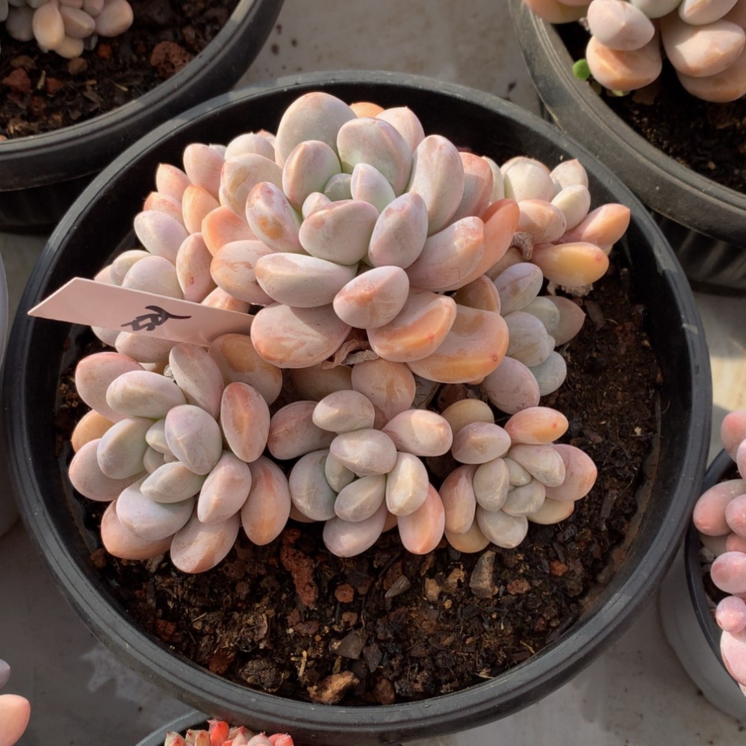 香芋美人7272727272727