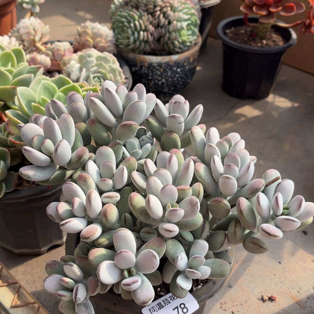 同温层多肉乒乓福娘78