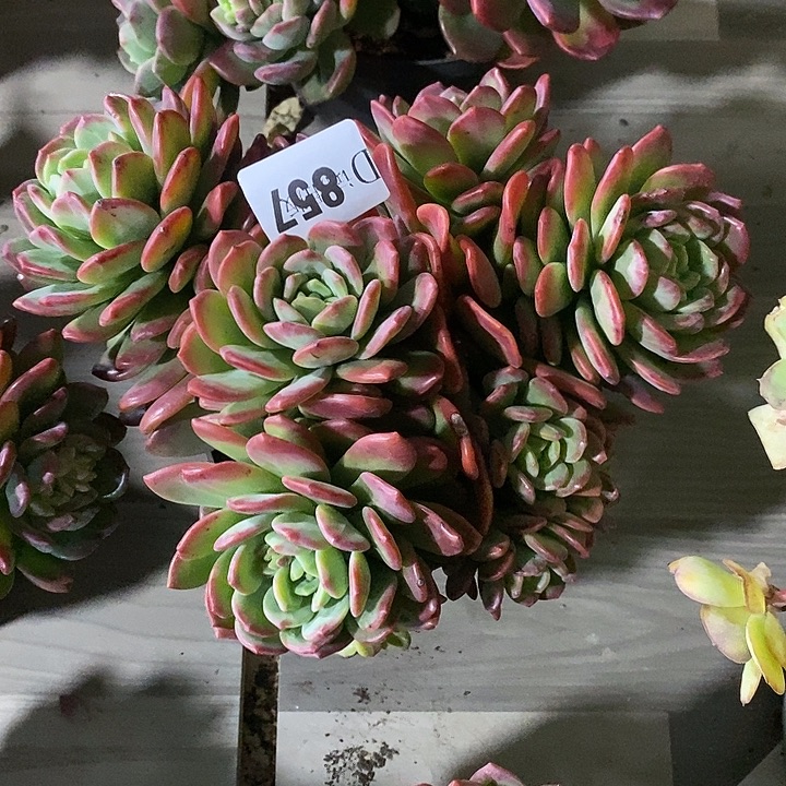 ༺***༻857拉萨多肉植物多肉