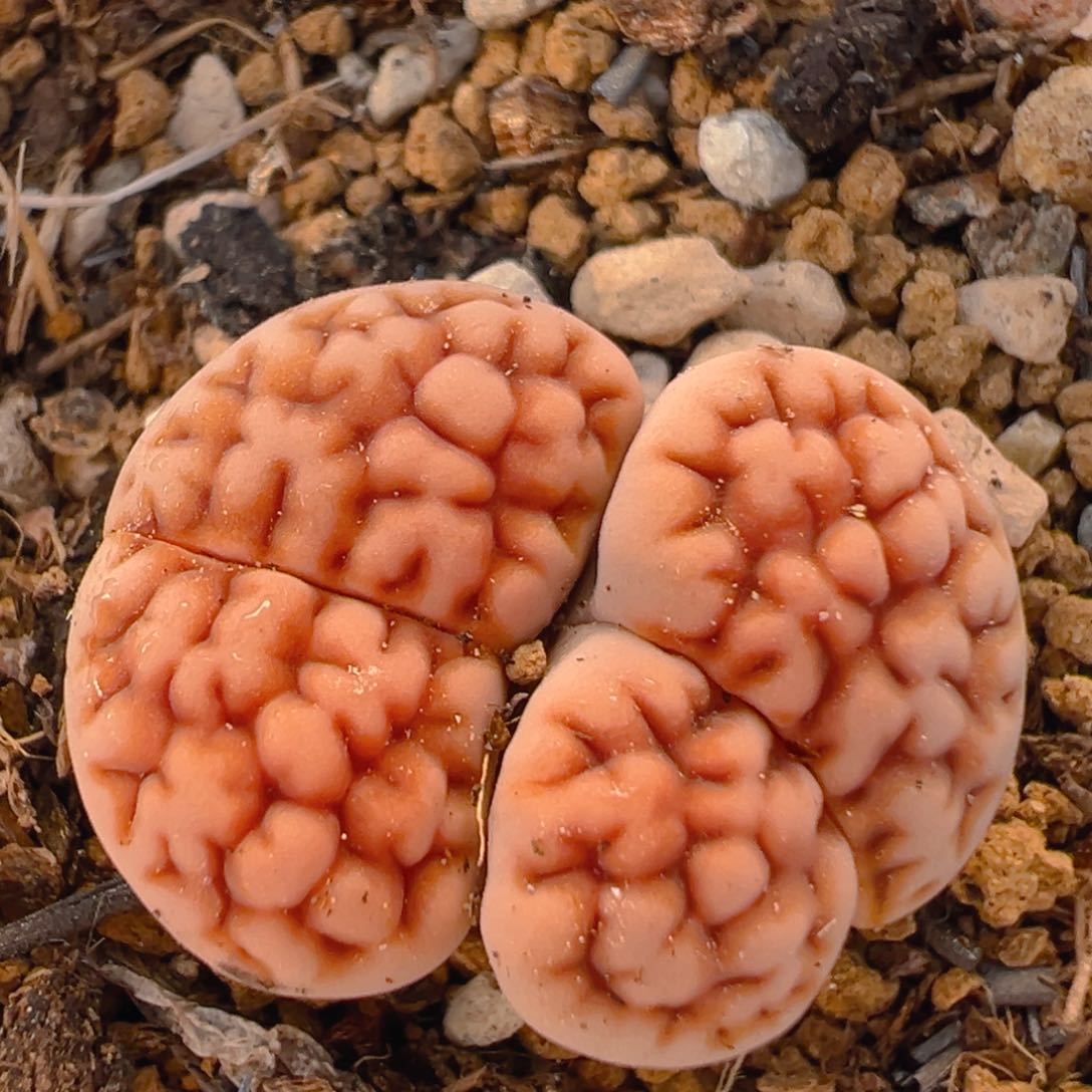 38多肉植物百科知识