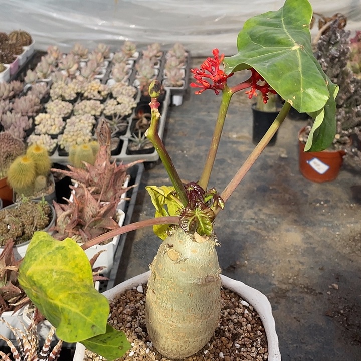 佛度海棠一颗包邮