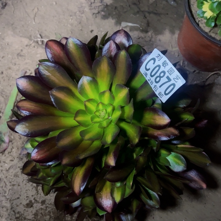 流星雨7彩多肉植物法师