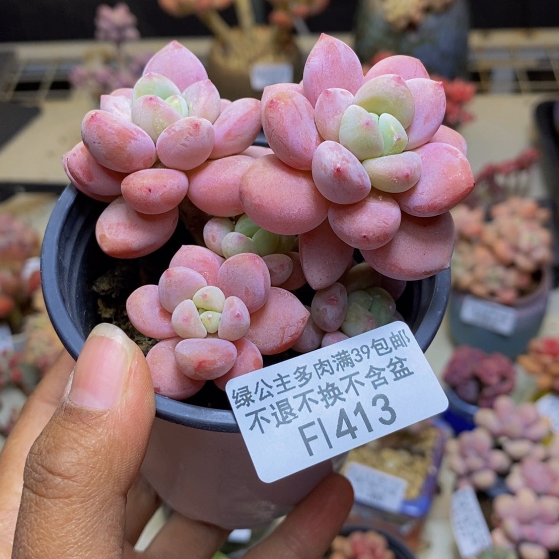 413樱花洛神多肉7c m