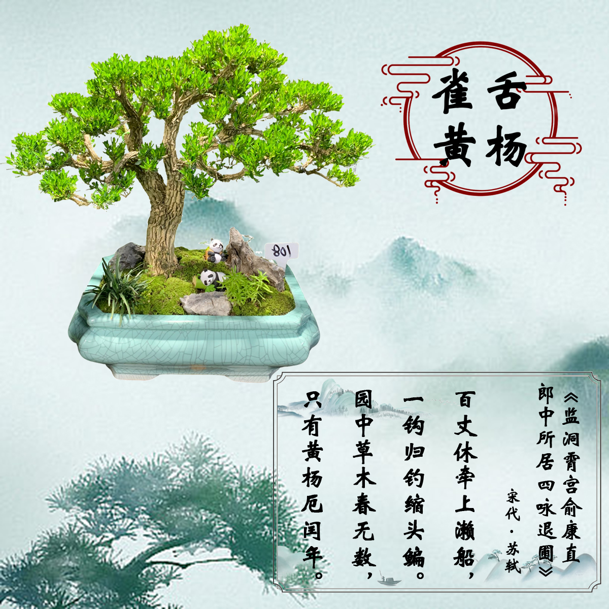 【一物一拍】造型黄杨老桩盆景四季常青绿植盆栽室内外好养易活植物