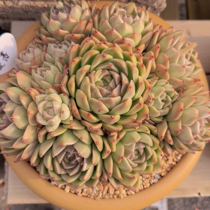 蔓菁 一物一拍的多肉植物