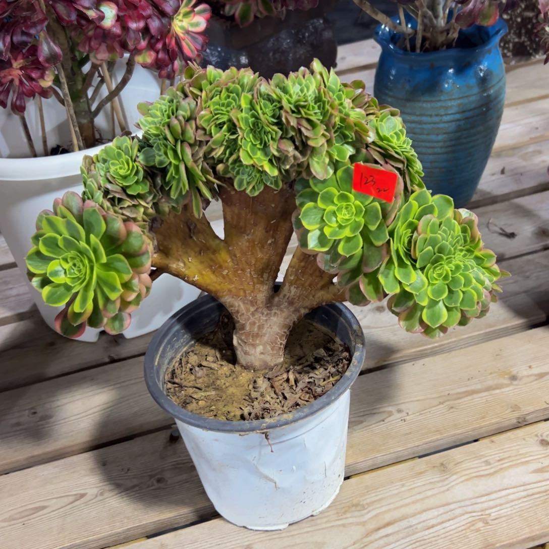 123炖肉植物发货奶白缀