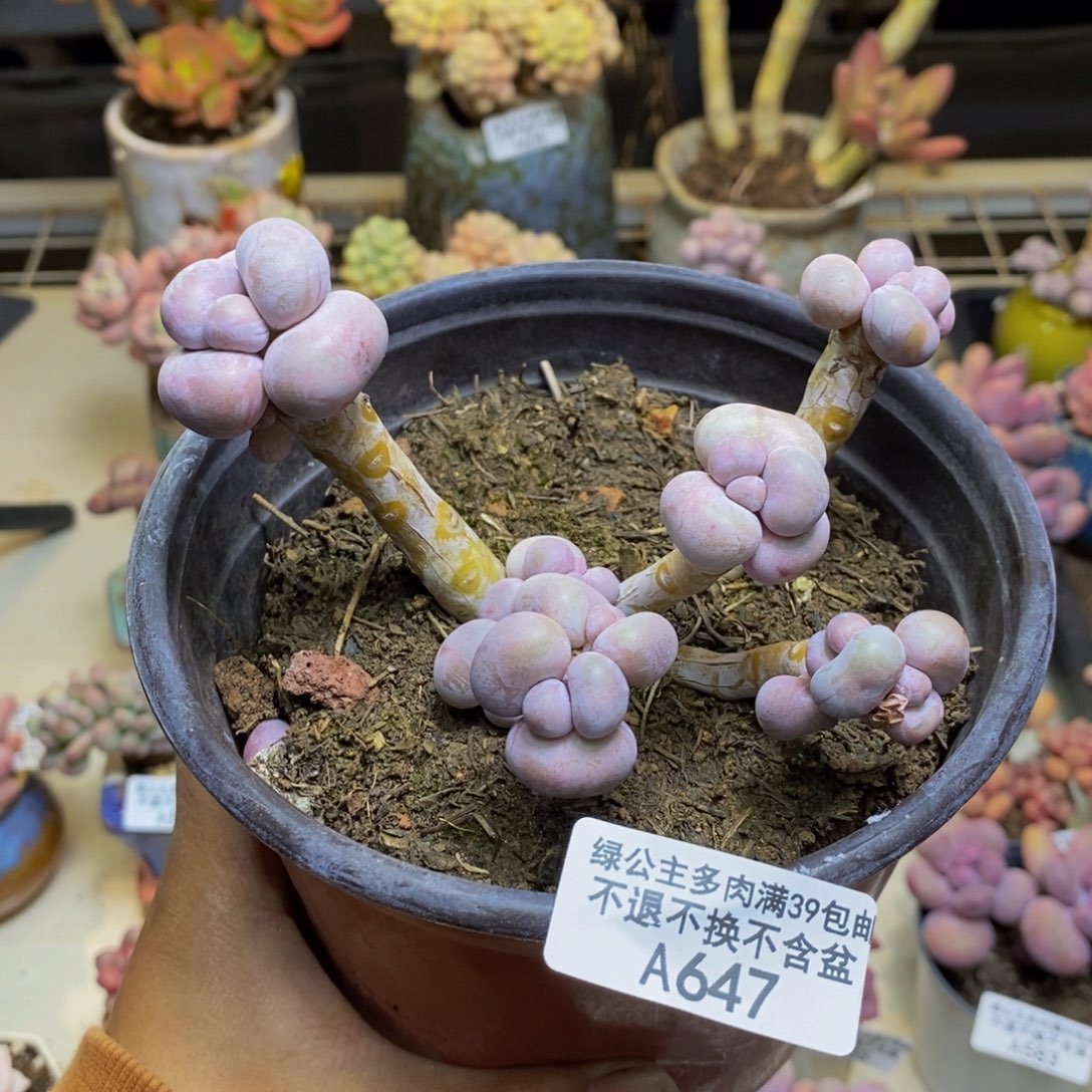 647芭比奶多肉9c m