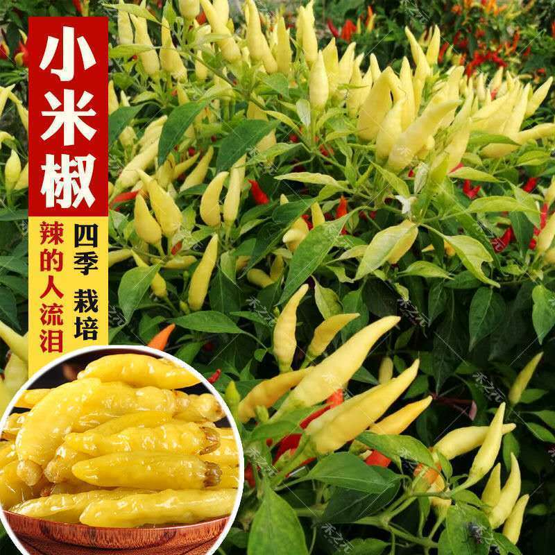 泡椒小米椒种子湖南辣椒种子椒辣椒超辣泡椒四季庭院蔬菜四季种子