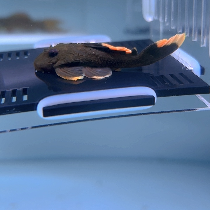 灰***铛清道夫鱼15-068黄骑士一条尺寸6