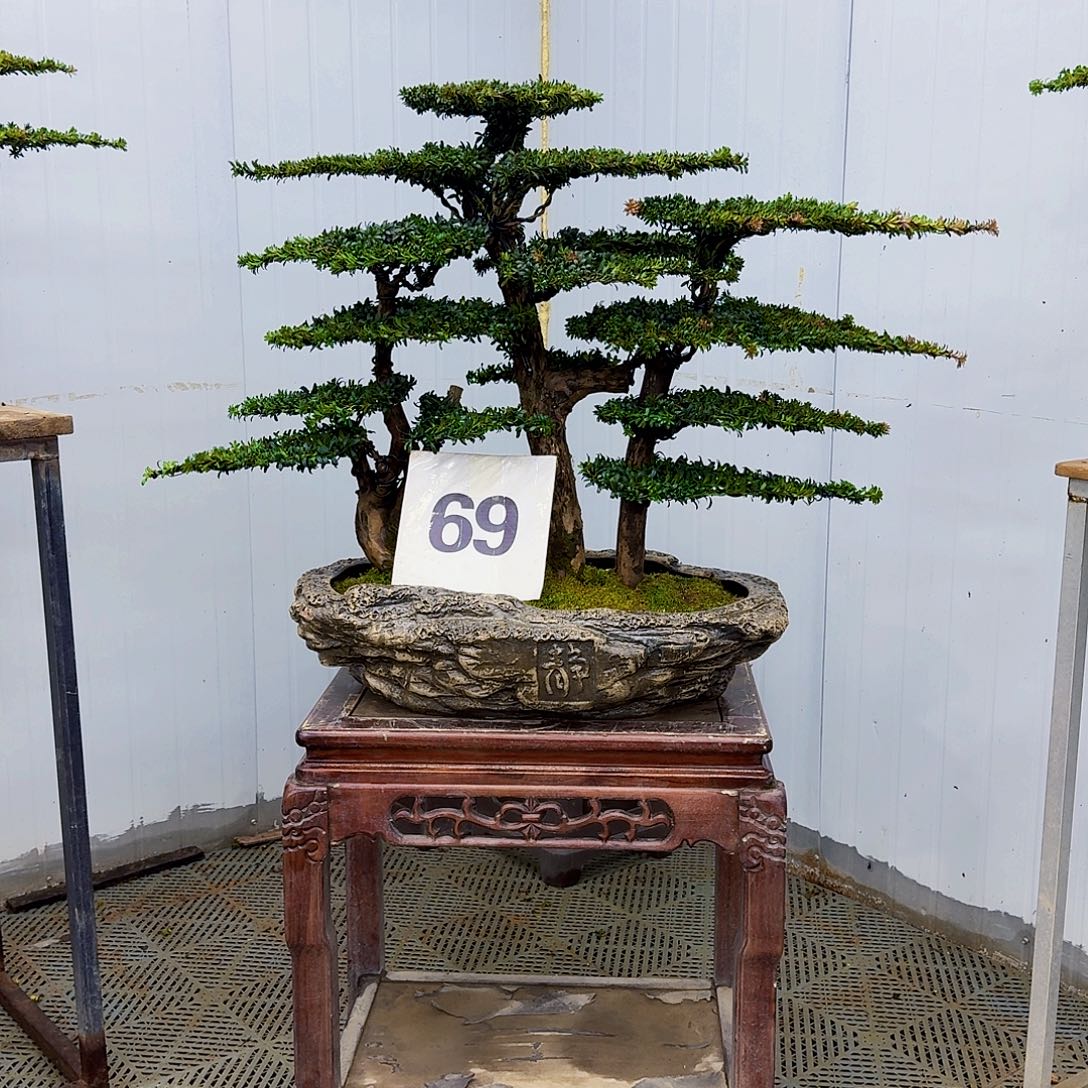 无花朵珍珠红芽罗汉松造型盆景