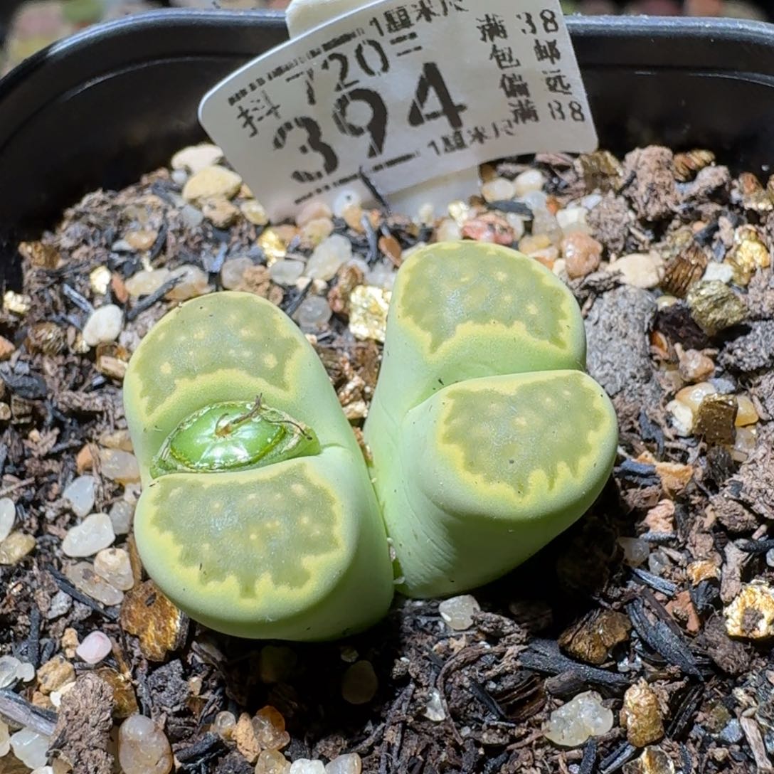 Sss清仓便宜出394