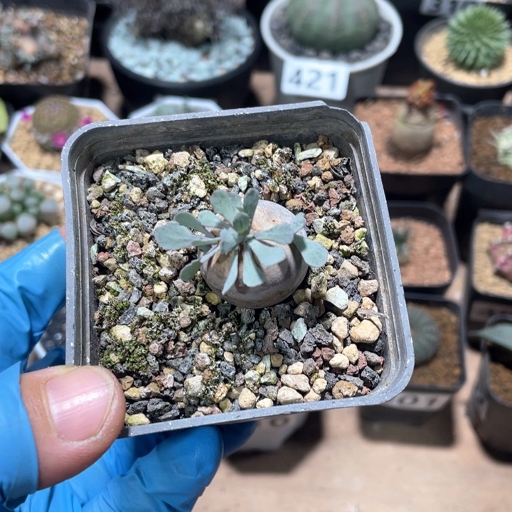 422产地格加厚墩菊