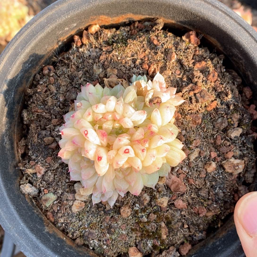 精品多肉一物一拍不包整11