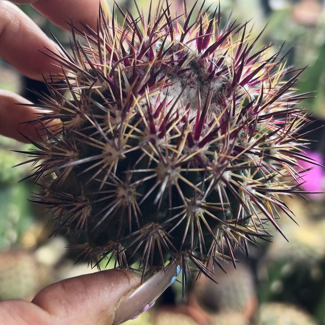 英冠仙人球11111111