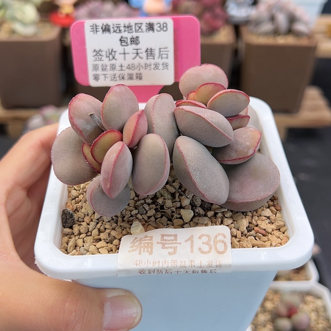 136白肌红蛋多肉