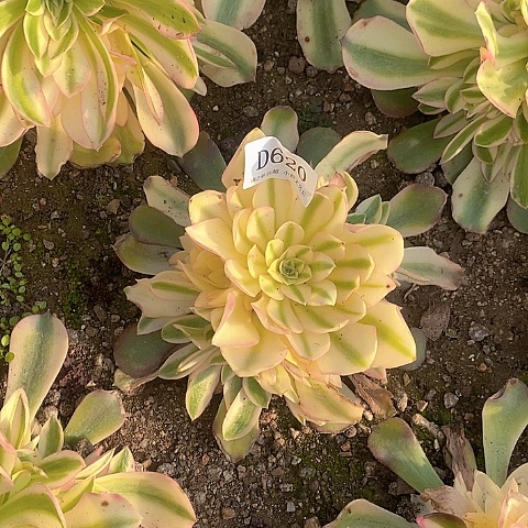 620香妃多肉法师锦