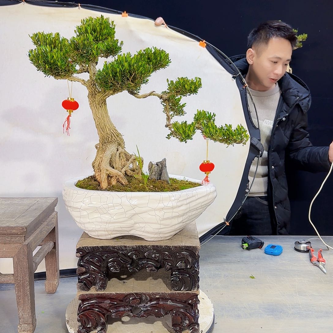 高端盆景艺术作品