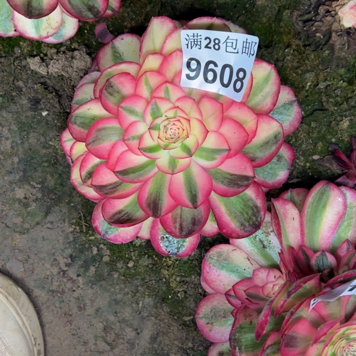 9608南荔枝多肉植物
