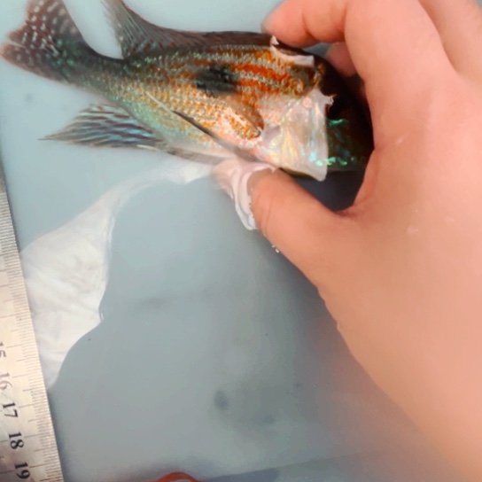 慈鲷12+精品思维尼一只