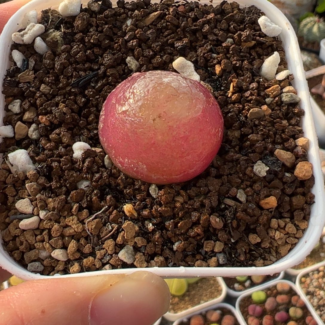 红灯泡母本带盆2.5厘米
