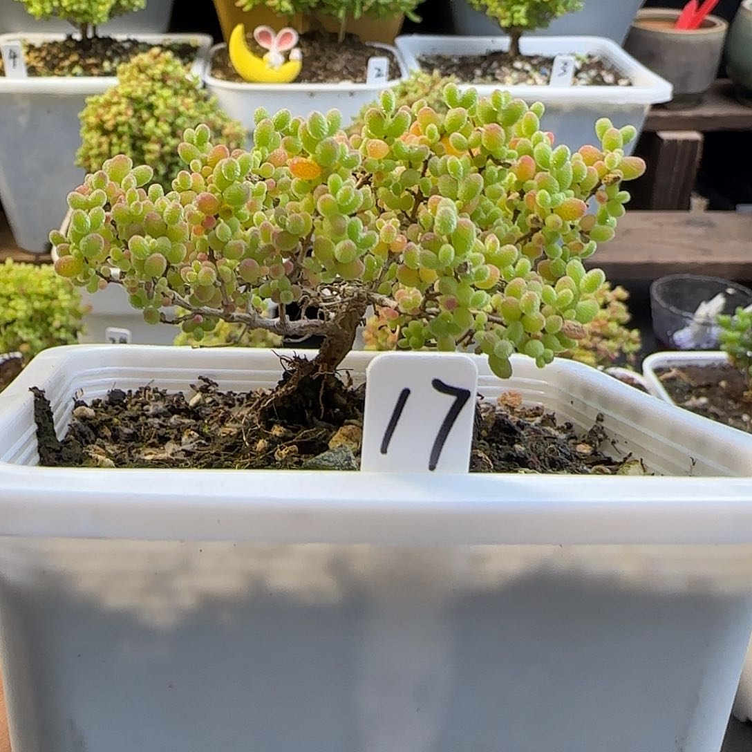 蜜橘糖球枝干番杏