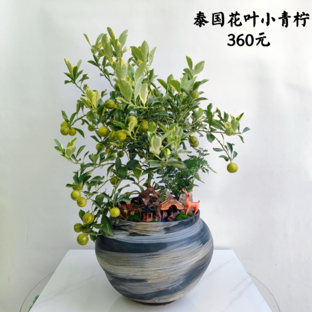 泰国花叶柠檬1盆