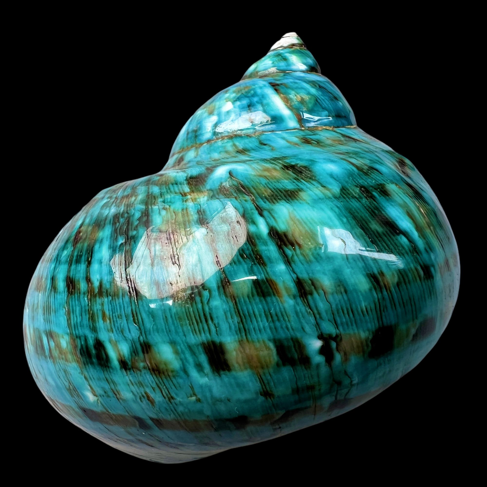 【帝王螺杯（特大！精品）92.4mm 赠1串杯托 天然贝壳 A33