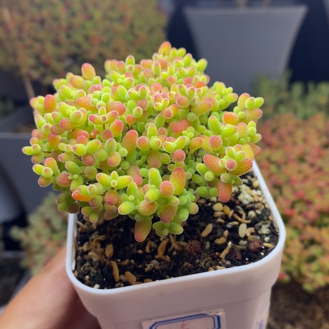 瞓***ﾞ无花朵5号蜜橘糖球