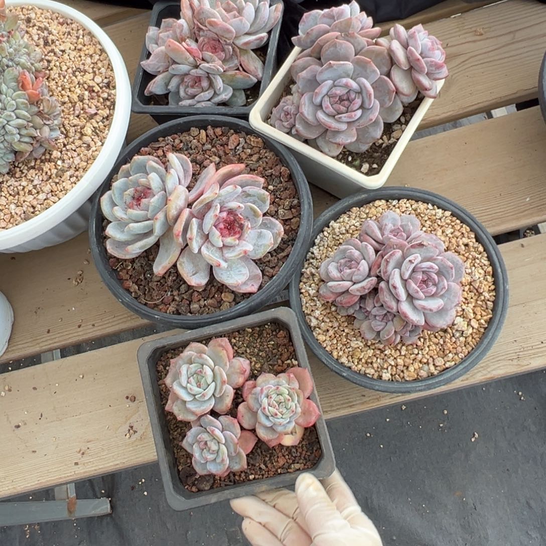 新年快乐 新年快乐