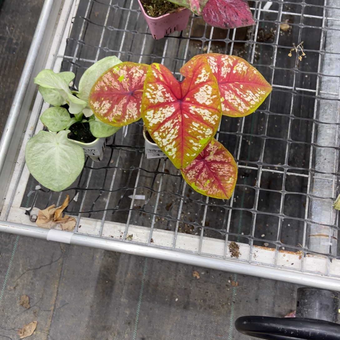 真***啦无花朵         351.352天堂变异mix不包售后