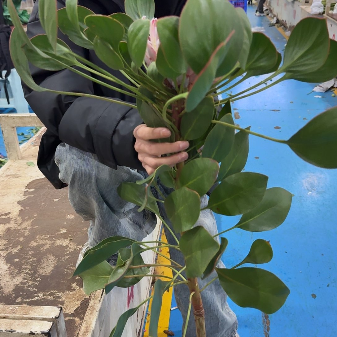 帝王花高品质一支