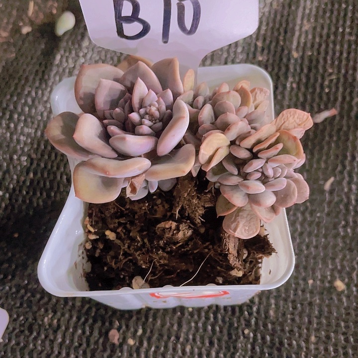 精品彩虹糖C2多肉植物