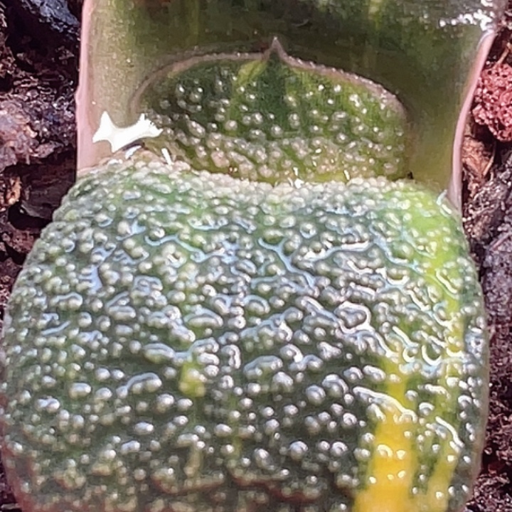 一物一拍竞拍福利拍