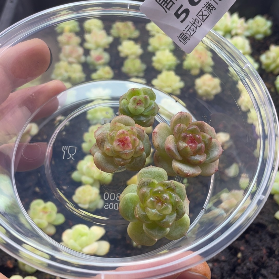 绿透珍妮一物一拍563…