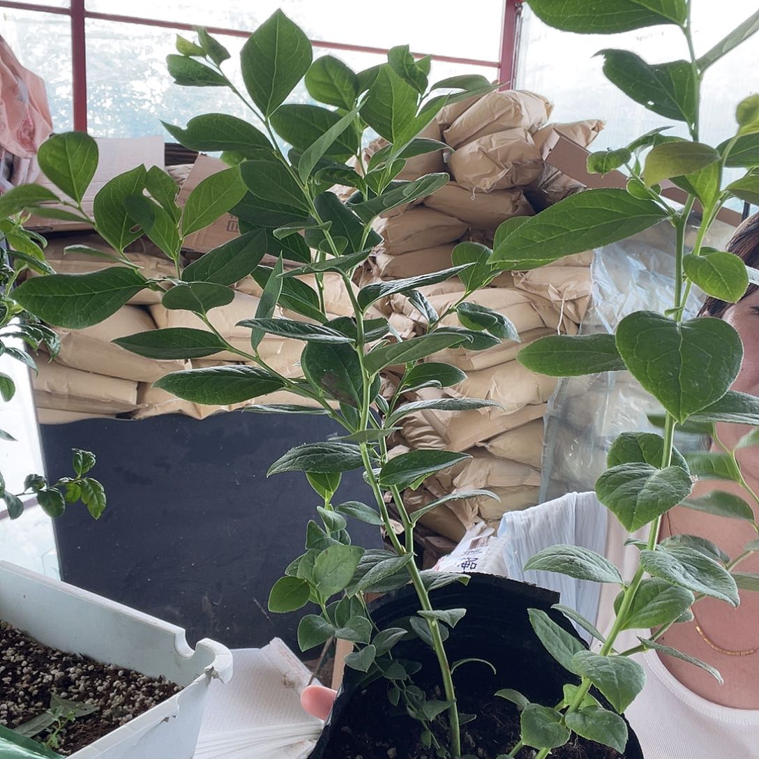 25两棵 一袋土福利