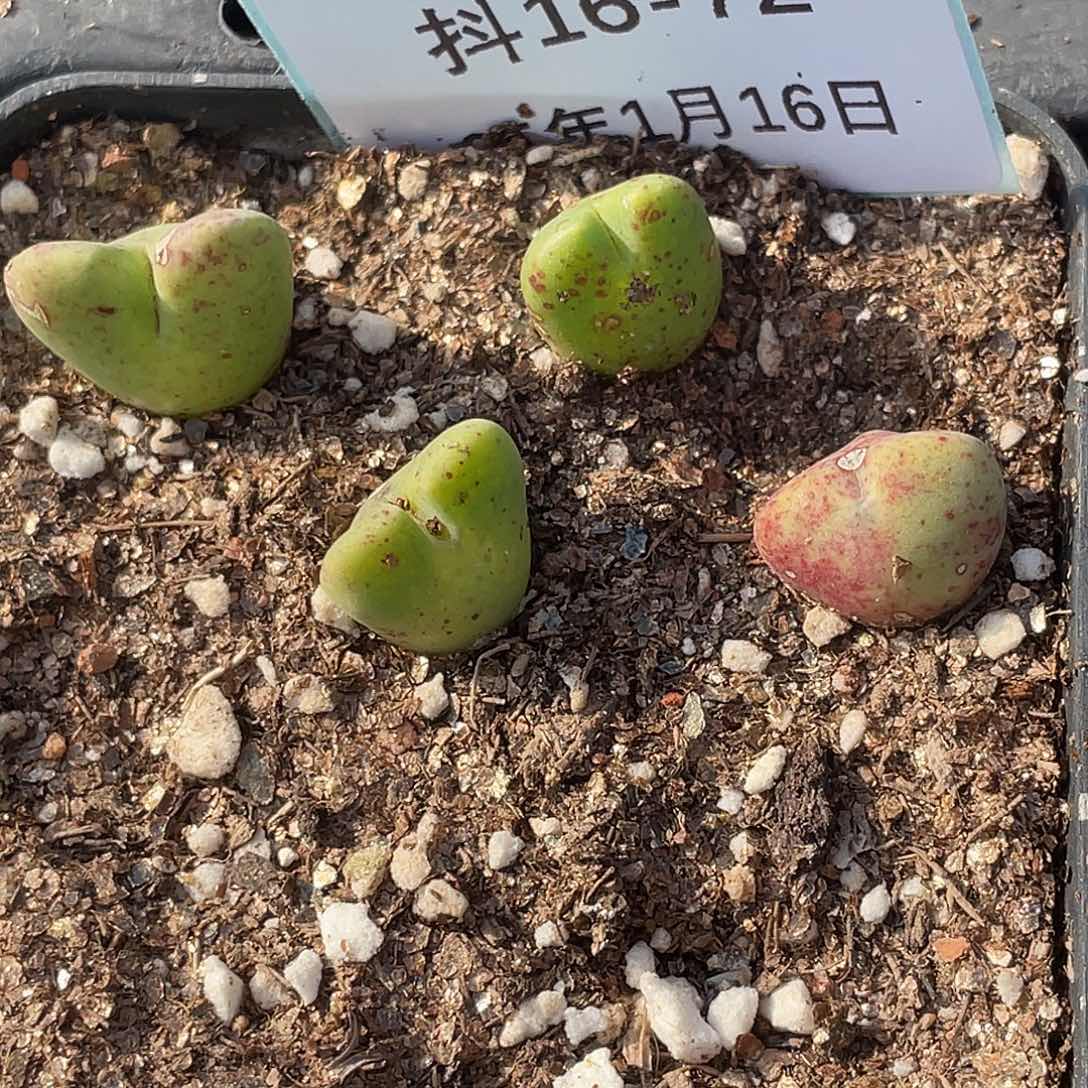 16-72麋鹿角多肉植物