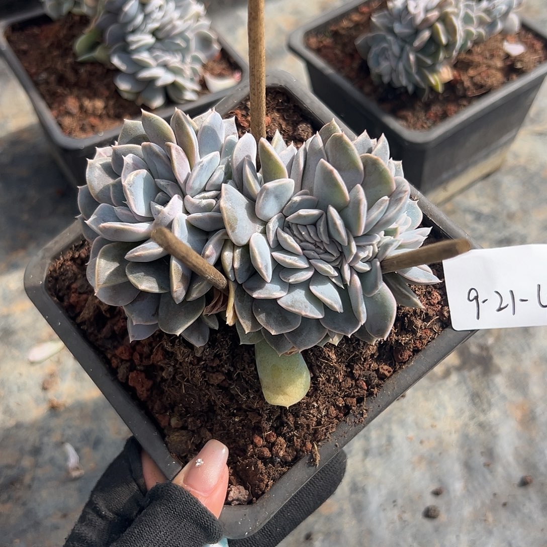 9-21-4汉堡缀多肉植物