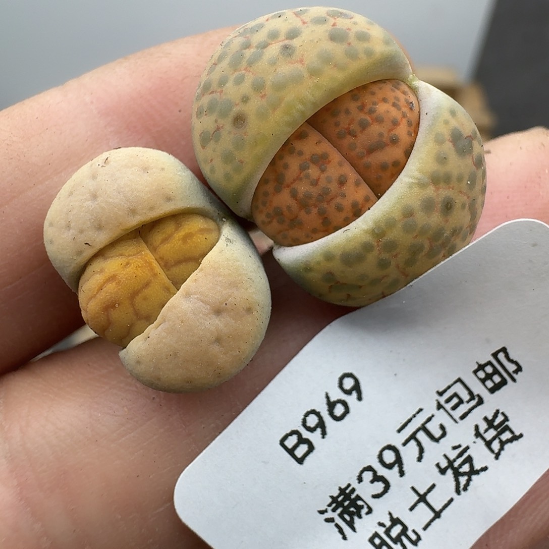969多肉哈哈哈哈哈哈哈
