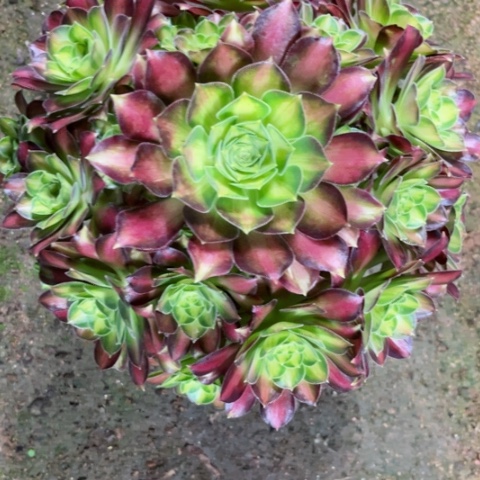 多肉植物韶华锦。