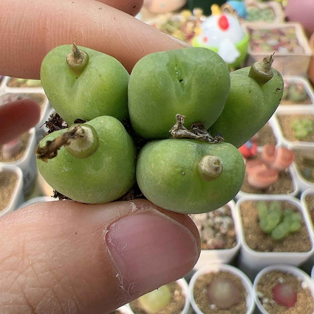 【闪购商品】381 秒