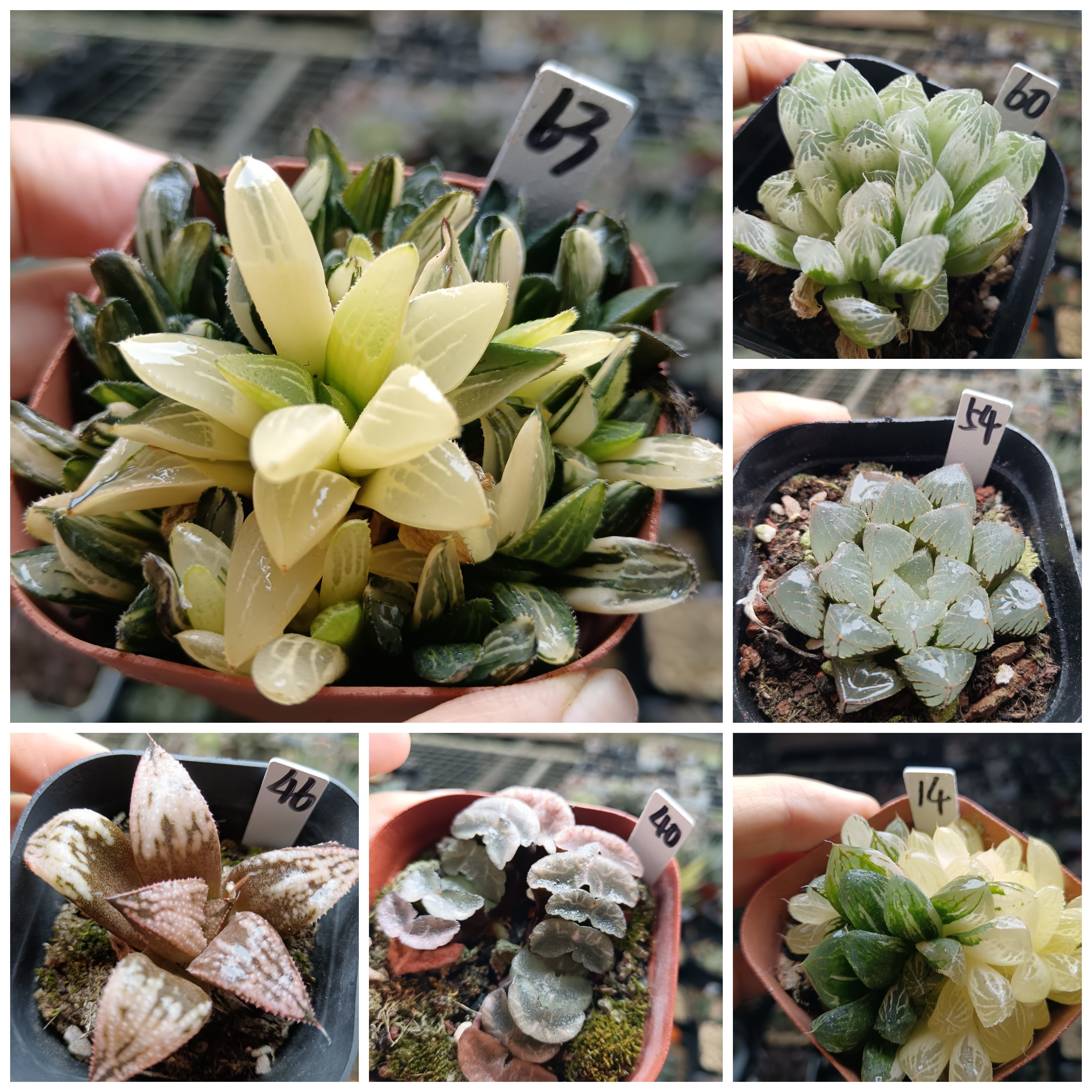 5号玉露锦寿锦十二卷多肉植物一物一拍带盆带土发货25面鱼6月11号