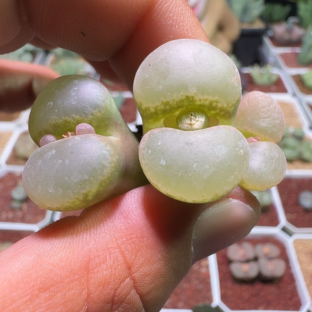 哈哈哈哈哈哈哈。 627