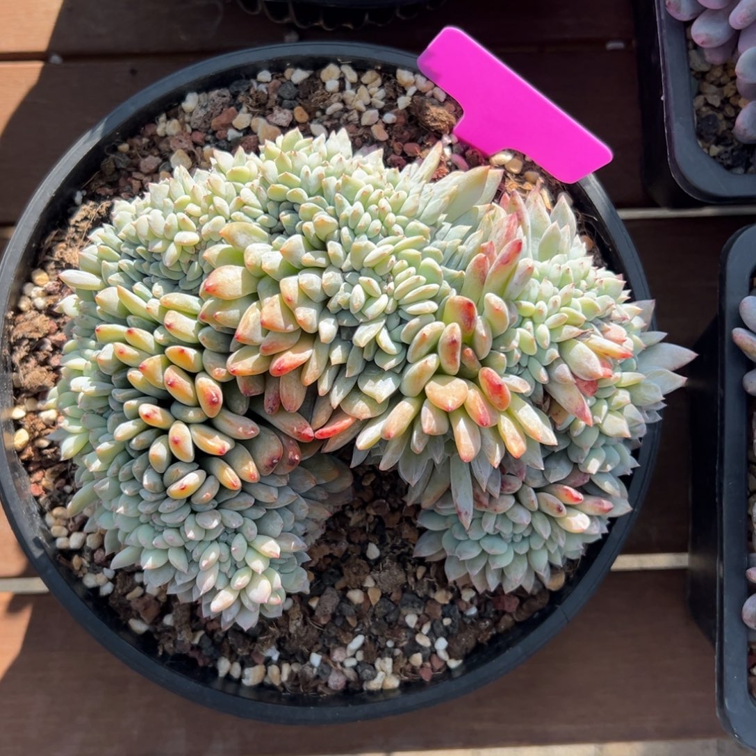 橙子缀化11111111111111111