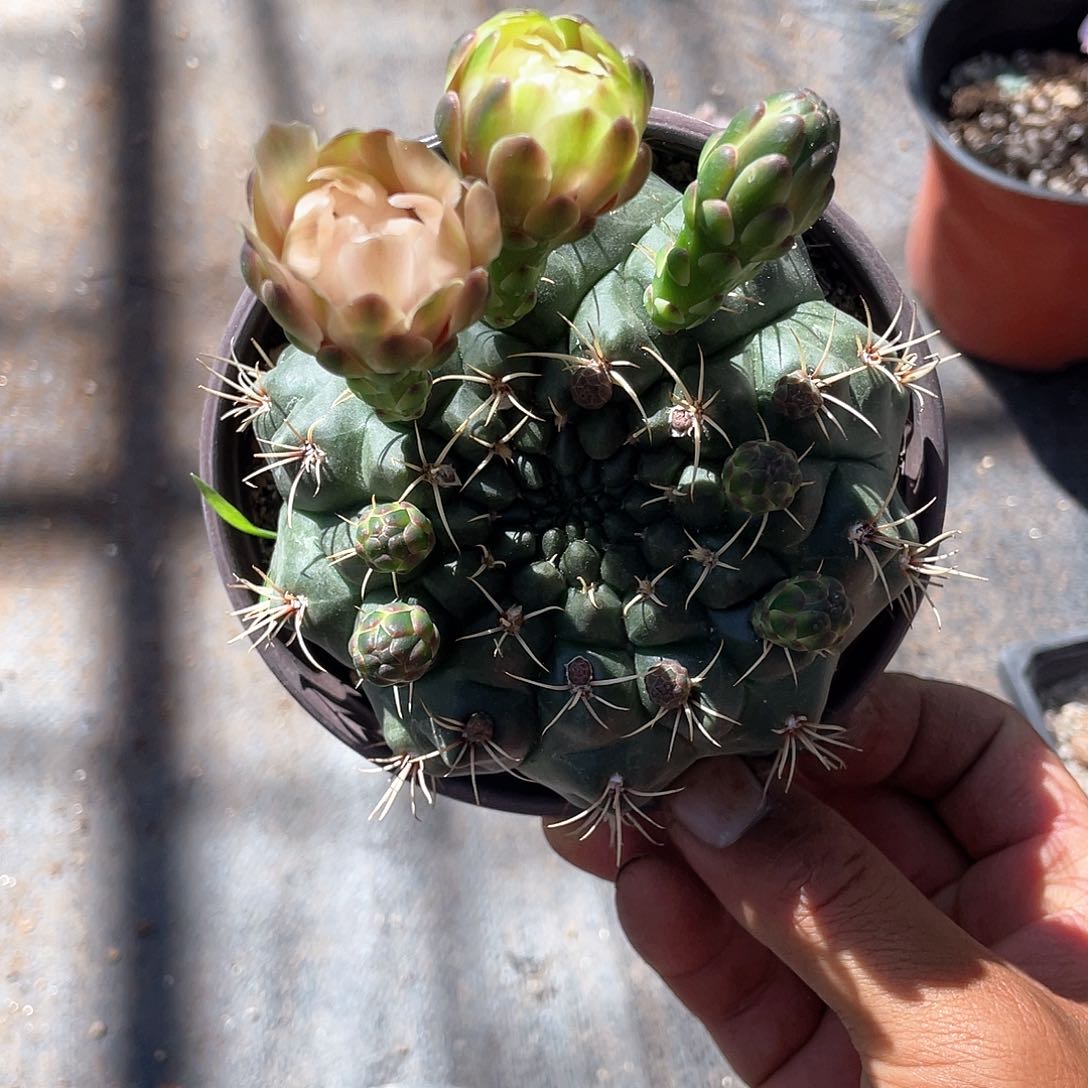 @绯花玉仙人球带盆发货