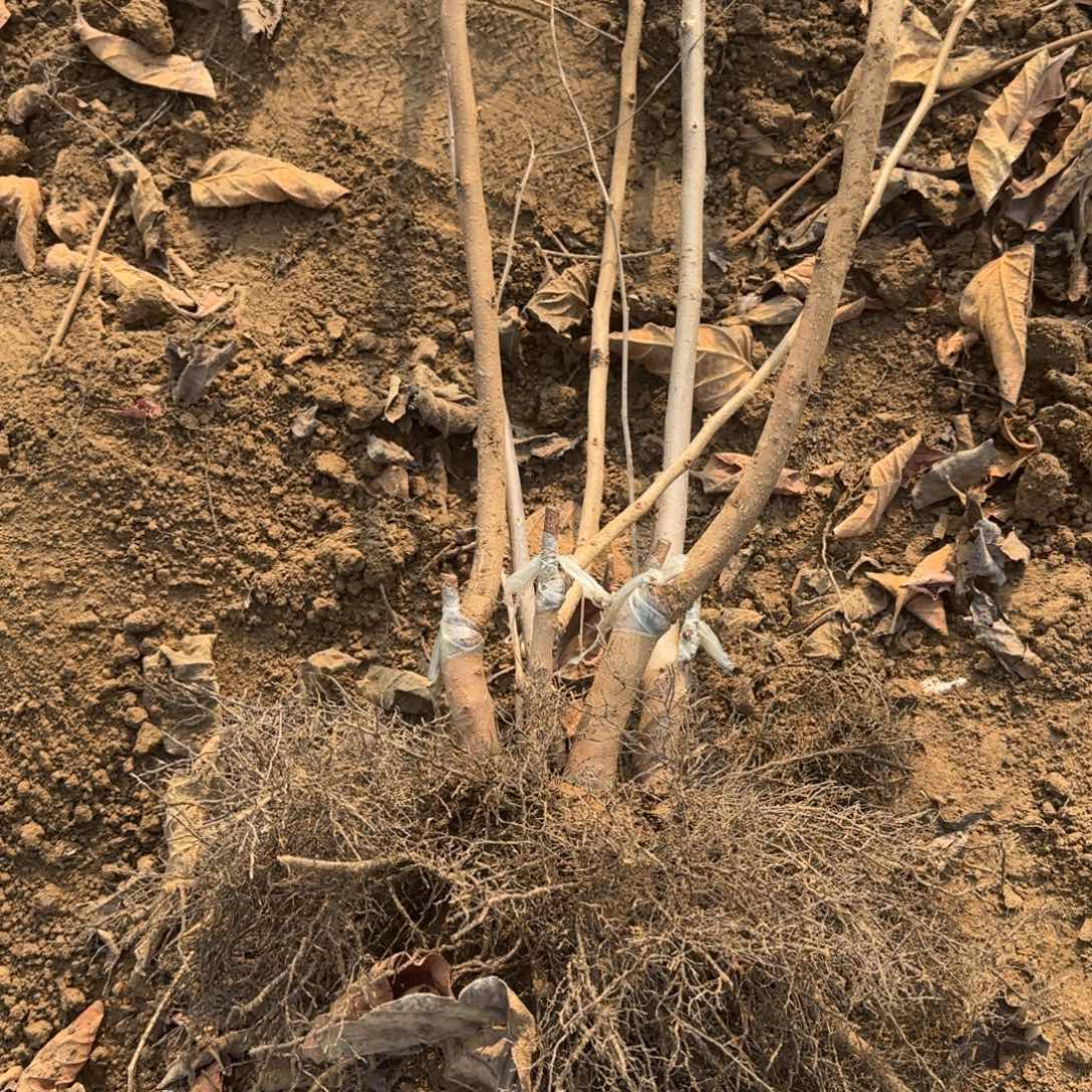 4棵太雅脆甜柿，两颗砧木