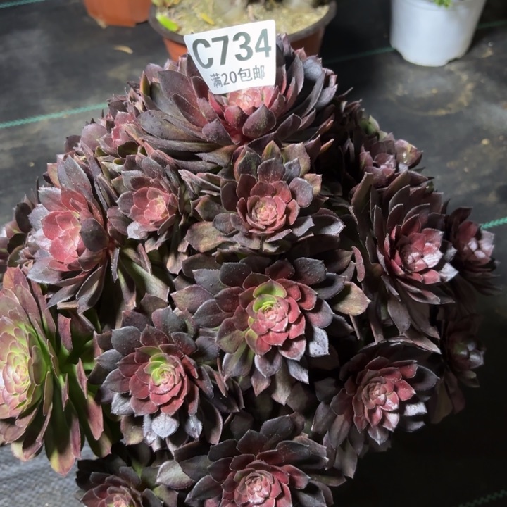 瑞妈一物一拍734