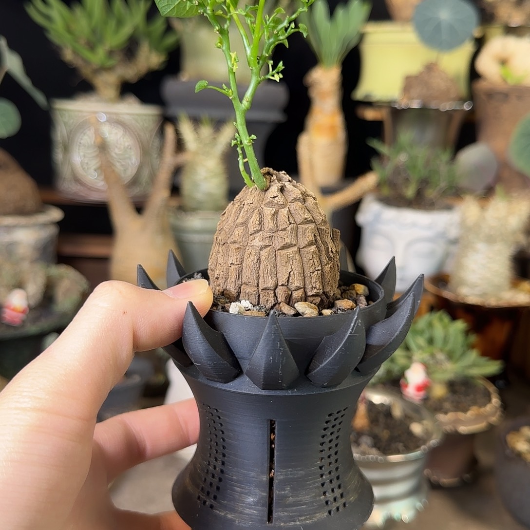 一物一拍老家龙甲龟120